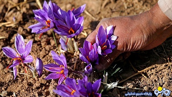 کشف شبکه قاچاق زعفران از ایران به اسپانیا زعفران