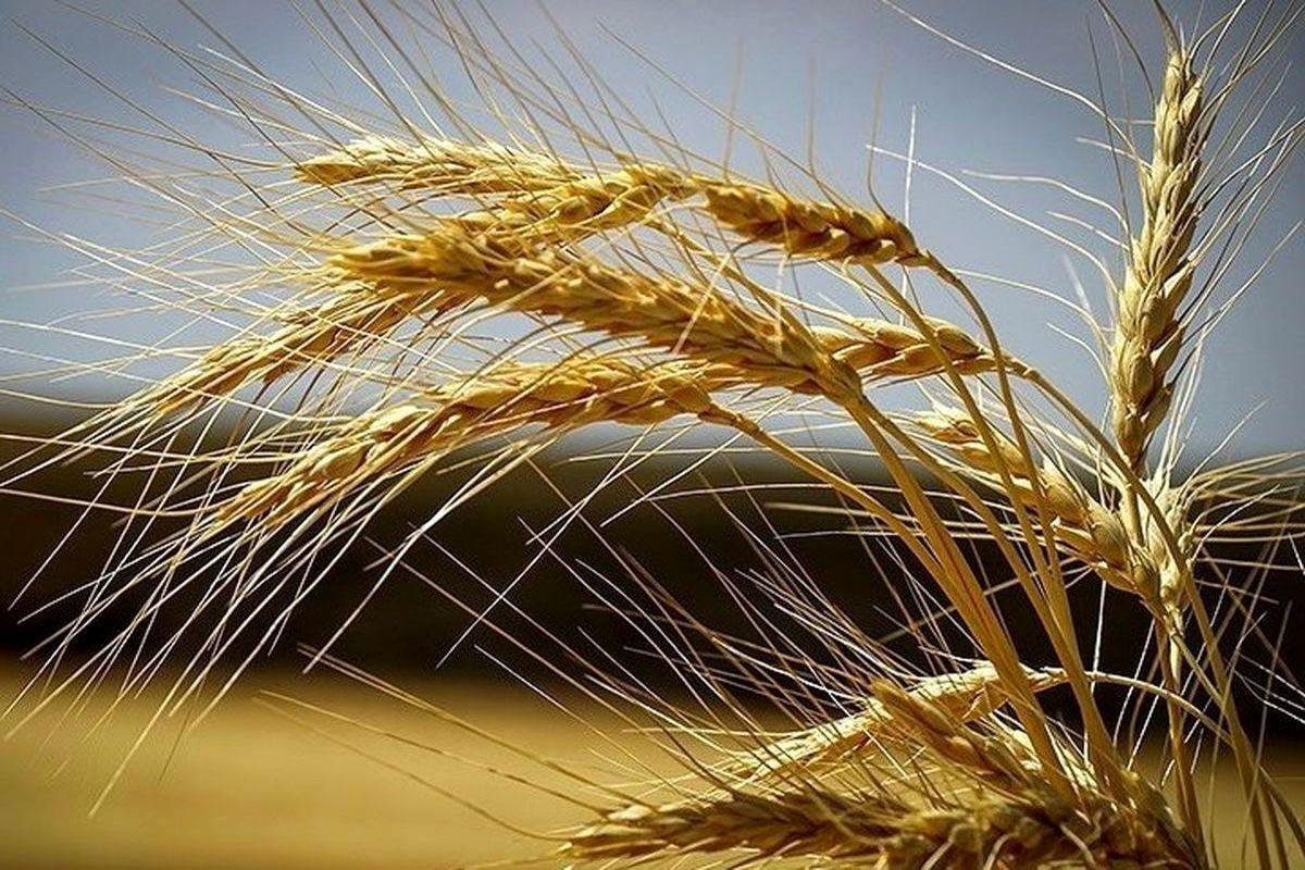 خبر مهم و فوری رئیس سازمان برنامه برای گندم‌کاران و خرید تضمینی گندم