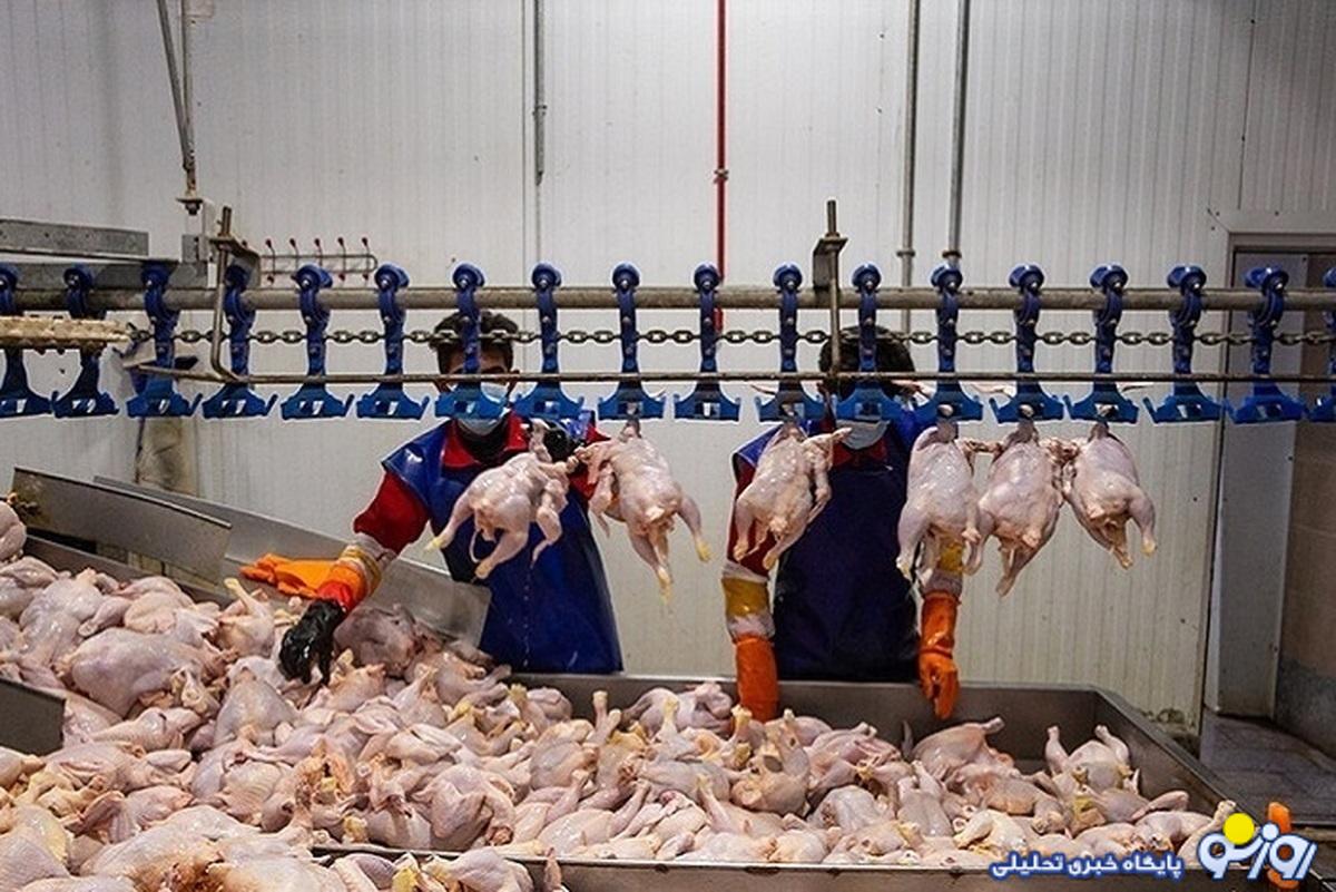 قیمت مرغ زنده چرا بال درمی‌آورد؟