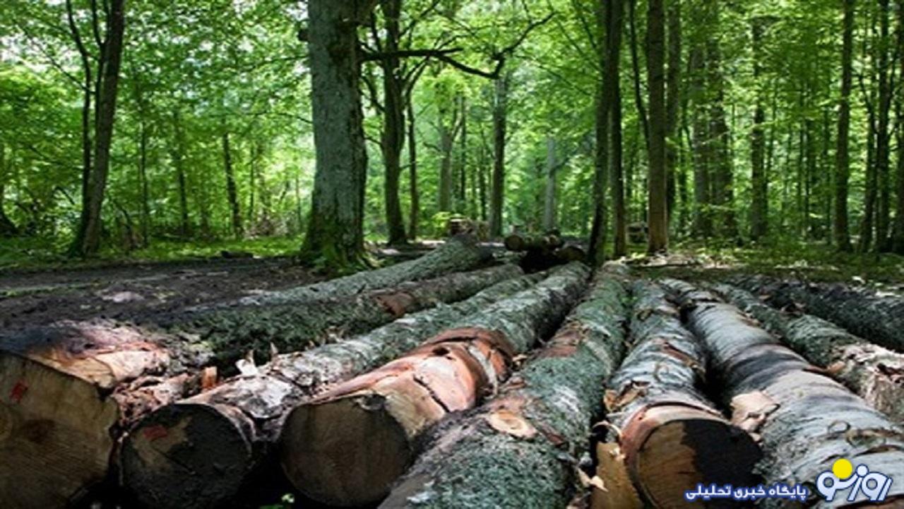 ماجرای تخریب دوباره جنگل الیمالات چه بود؟ ماجرای تخریب دوباره جنگل الیمالات چه بود؟