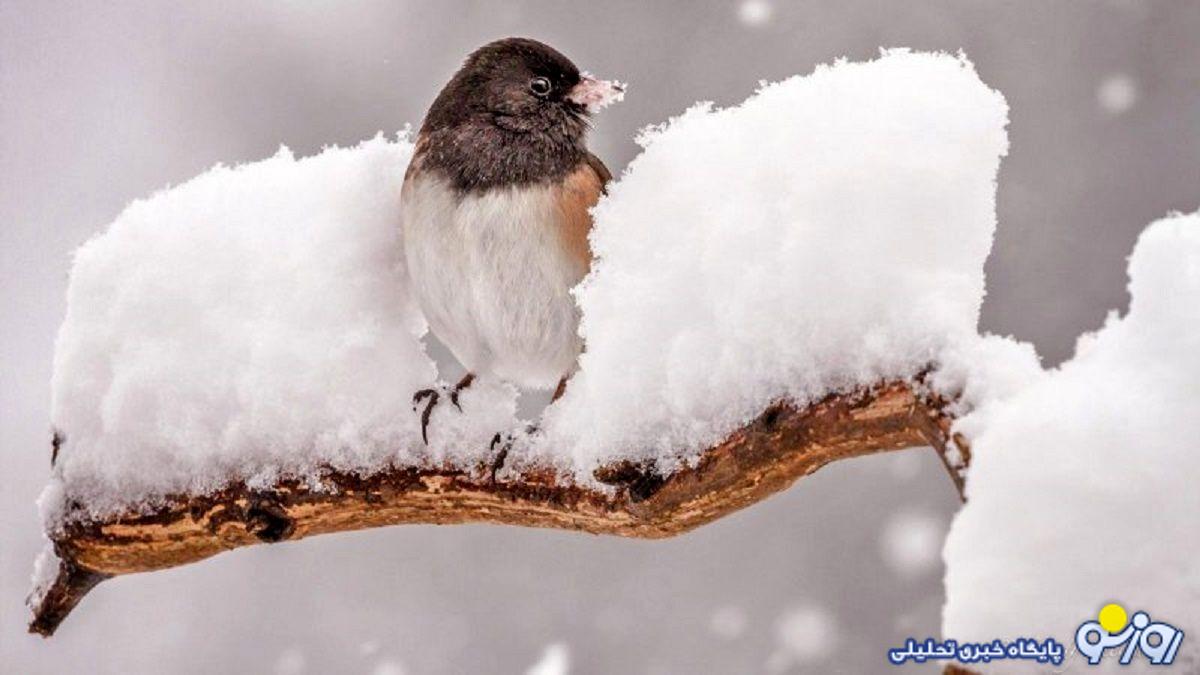 بارش برف در معابر تهران و خطر تصادفات زنجیرهای بارش برف در معابر تهران و خطر تصادفات زنجیرهای