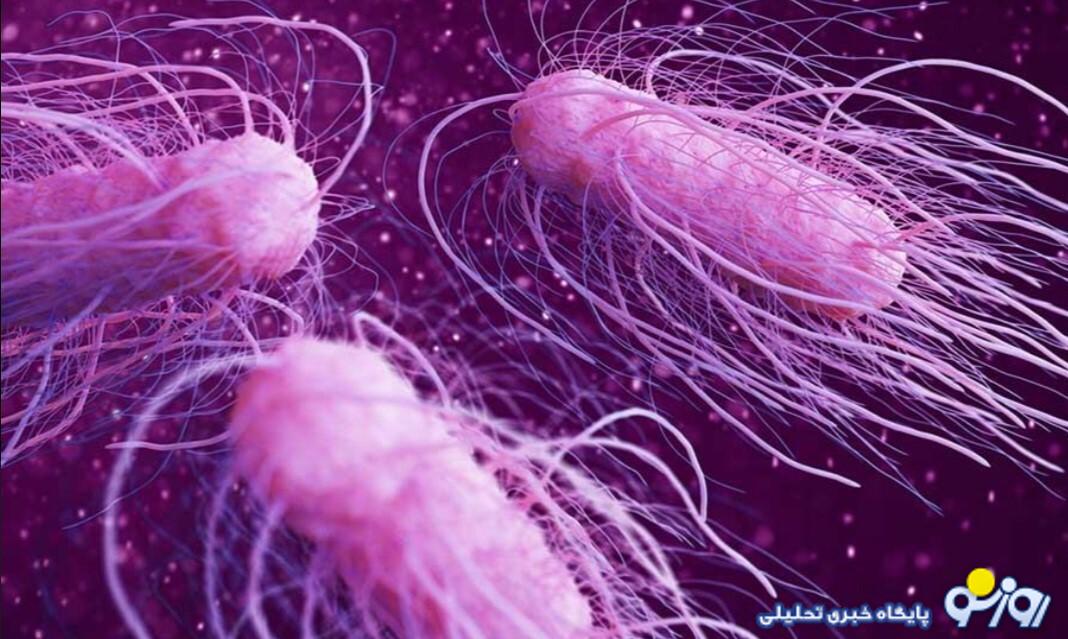 سالمونلا؛ باکتری میکروسکوپی با اثرات گسترده سالمونلا؛ باکتری میکروسکوپی با اثرات گسترده